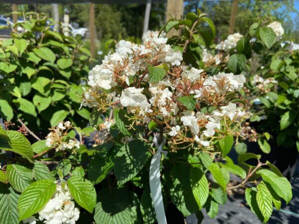 White lacecap flowers, red berries