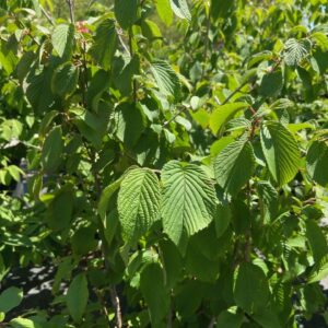 Deciduous shrub, fragrant white flowers