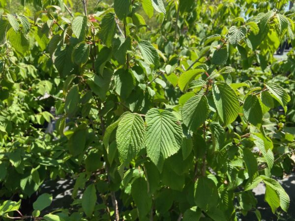 Deciduous shrub, fragrant white flowers