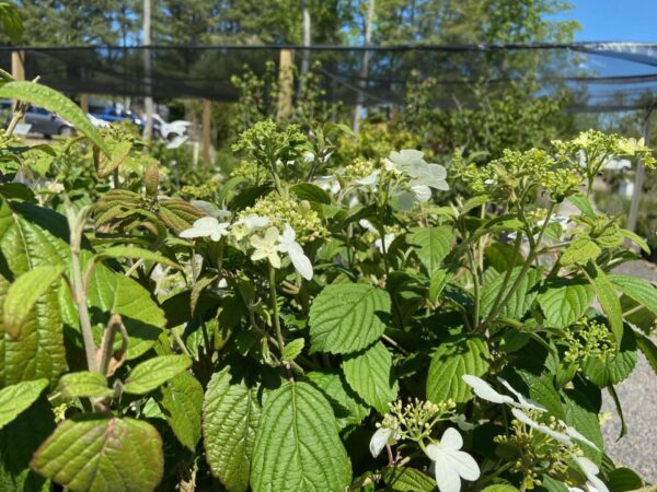 Deciduous shrub, white blooms May-Summer