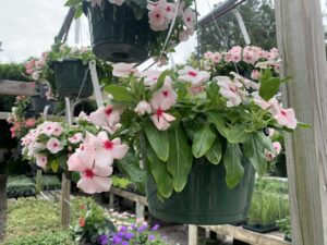 Vinca 10" Basket