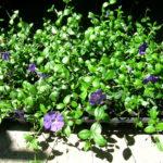 Groundcover, green leaves with lavender blue flowers