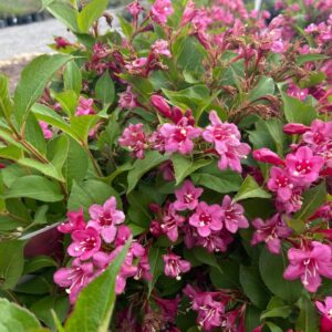 Reblooming shrub, hot pink blooms