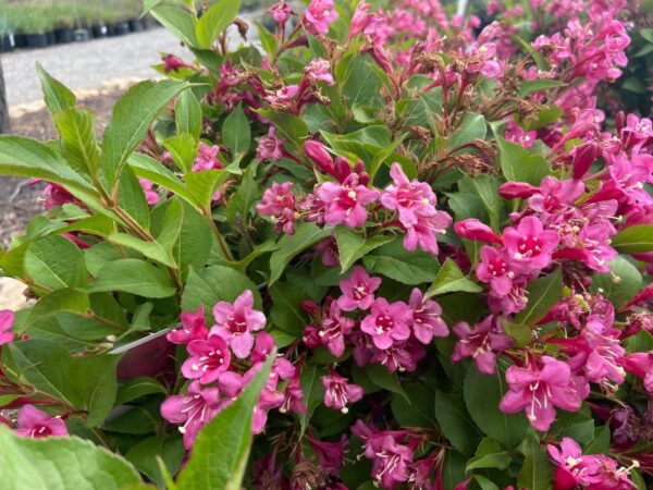 Reblooming shrub, hot pink blooms