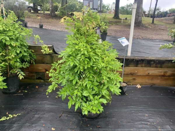 Climbing vine, fragrant, lavender flower clusters