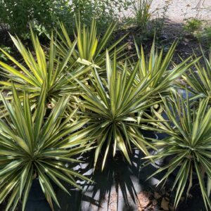 Sword-like leaves of green with bright gold centers