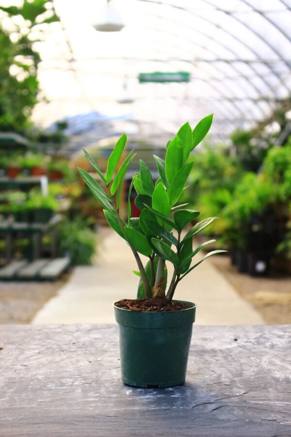 Upright plant with strong stems and deep green leaves.