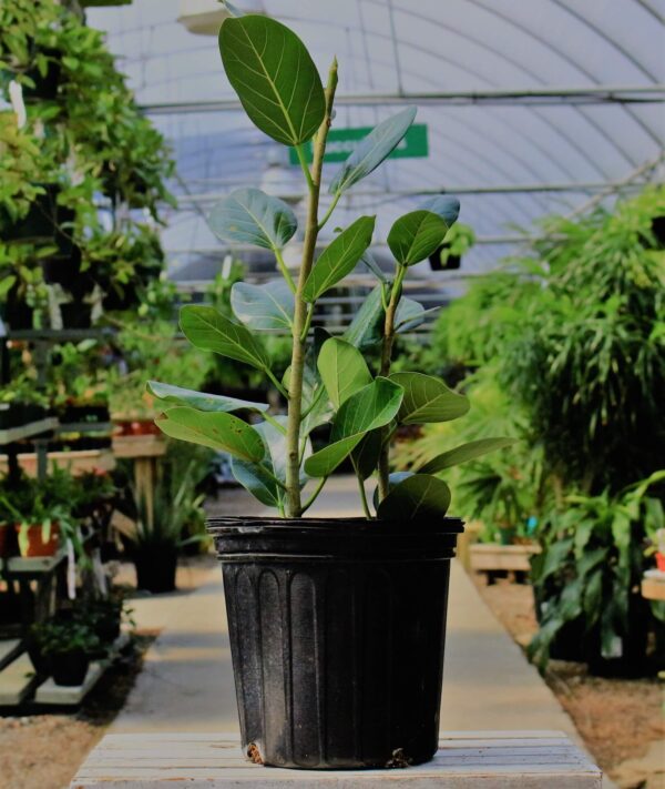 Large rounded leaves with striking white veins