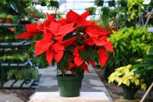 Poinsettia 6.5"