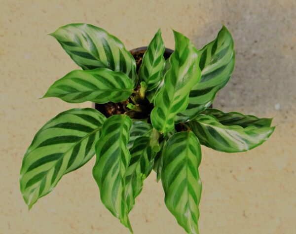 Glossy leaves with dark green chevron stripes