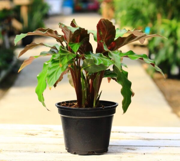 Calathea Rufibarba has fuzzy, rippled leaves that curl upward at night to conserve energy!