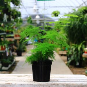 Delicate looking green leafed fern also known as lace fern