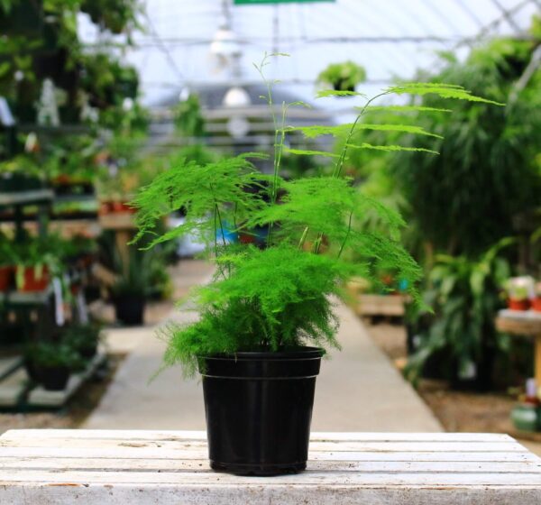 Delicate looking green leafed fern also known as lace fern