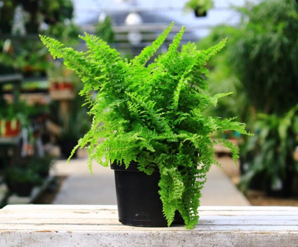 Fluffy Ruffles is a bright green fern with ruffled leaves, perfect for adding a textured look to houseplant arrangements