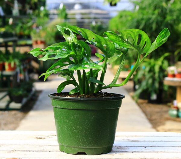 This lush green plant grows long vines and each leaf has fenestrations or 'holes'.