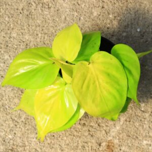 Philodendron 'lemon lime' has bright yellow heart shaped leaves that grow in long vines.