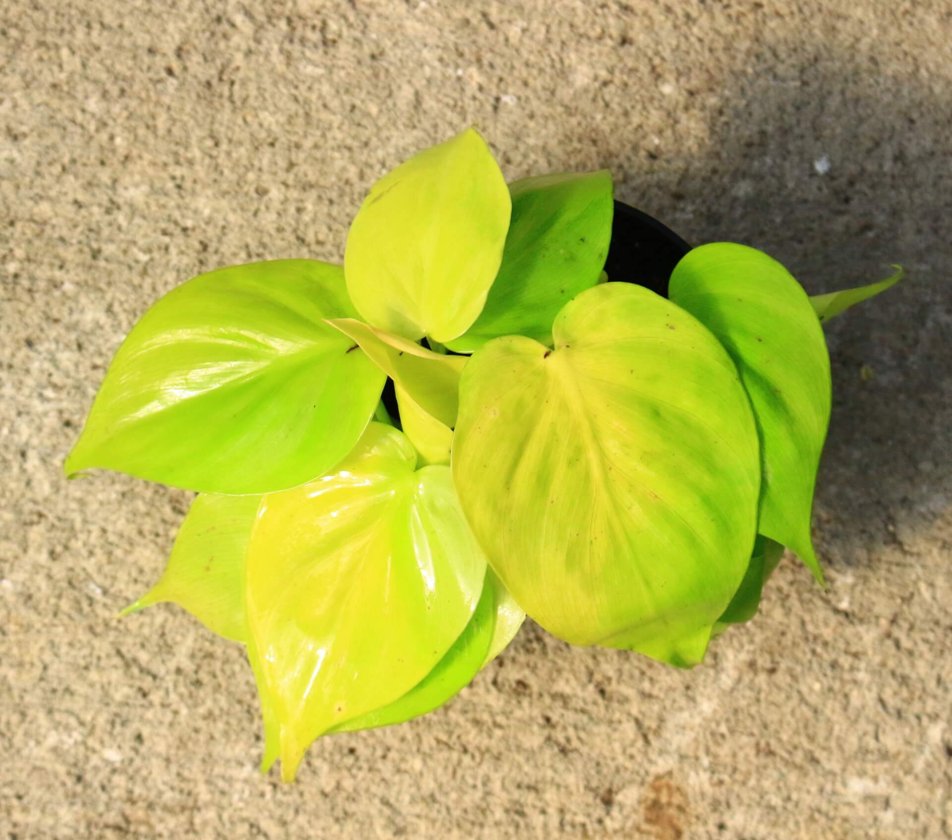 Philodendron 'lemon lime' has bright yellow heart shaped leaves that grow in long vines.
