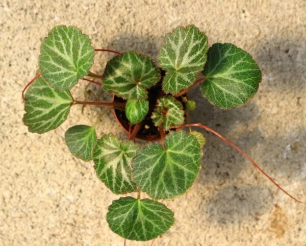 Why not choose a Strawberry Begonia? Its fuzzy green leaves and red petioles make this a lovely addition to any plant collection.