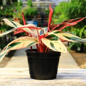 Stromanthe 'Triostar' has long painted leaves streaked with pink and deep green.