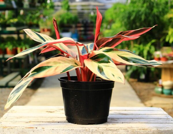 Stromanthe 'Triostar' has long painted leaves streaked with pink and deep green.