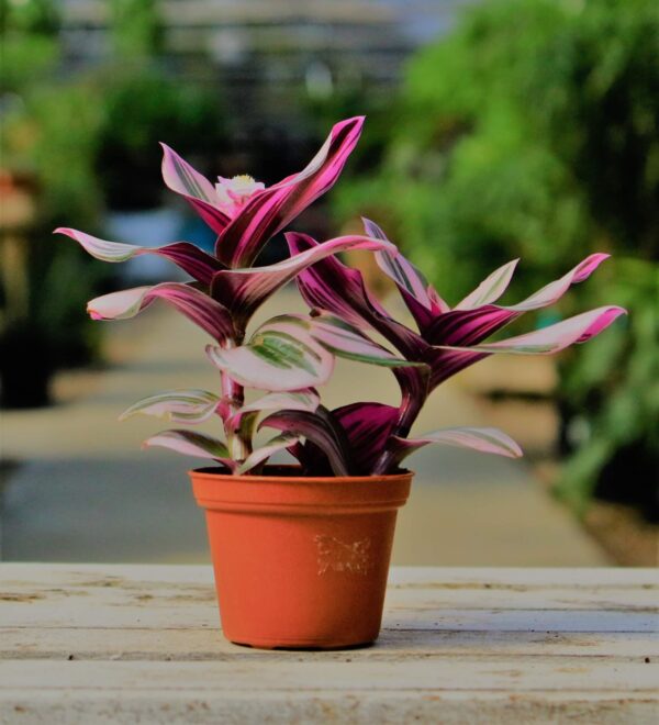 Trailing vines with small pink and green striped leaves.