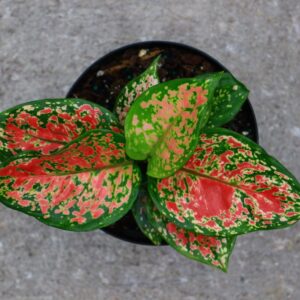 This stunning houseplant has bright red variegation in the center of each leaf