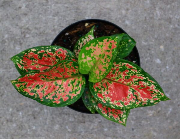 This stunning houseplant has bright red variegation in the center of each leaf