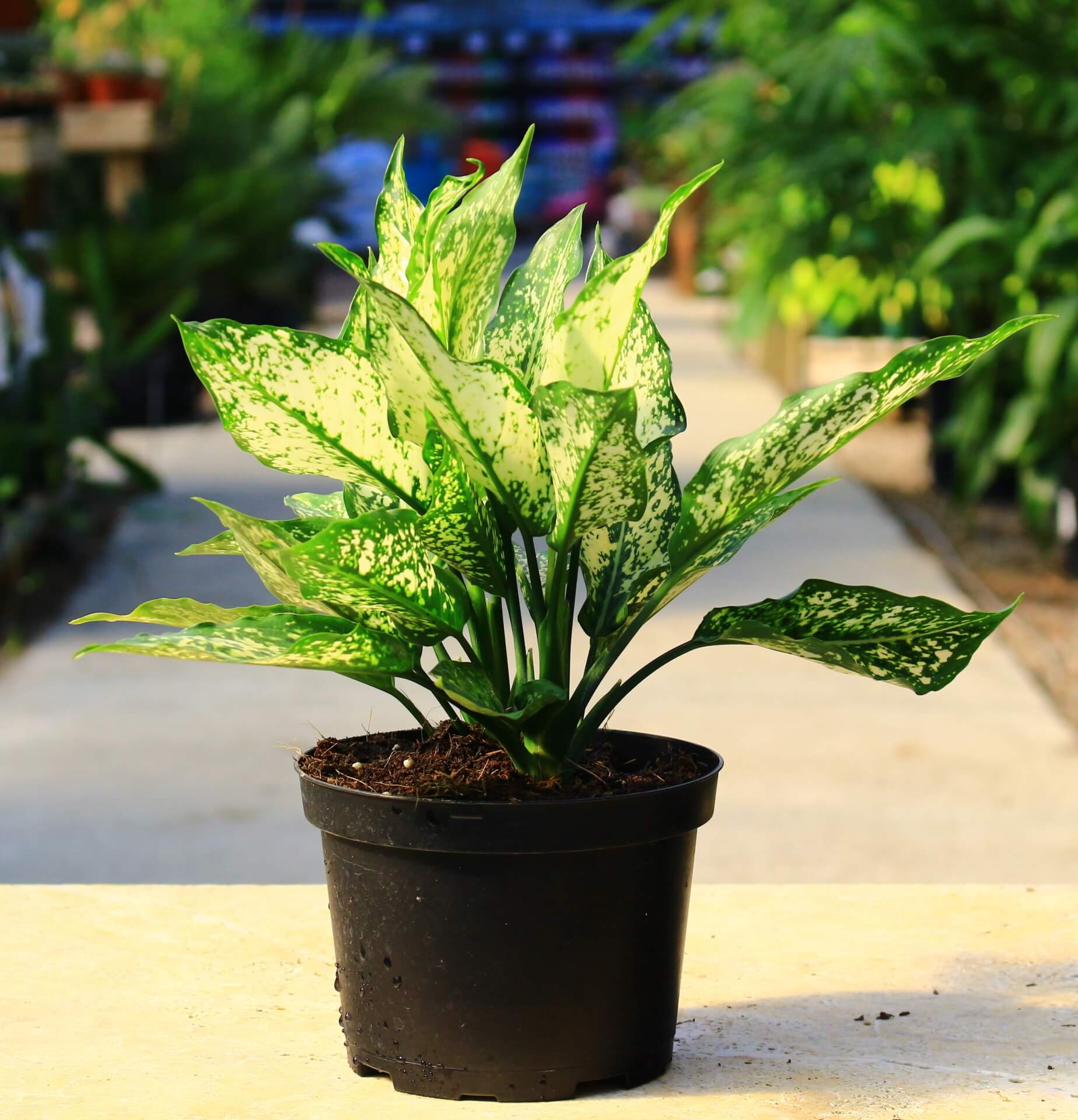 Aglaonema 'White Dalmatian' has bright green leaves with ivory flecks in the center