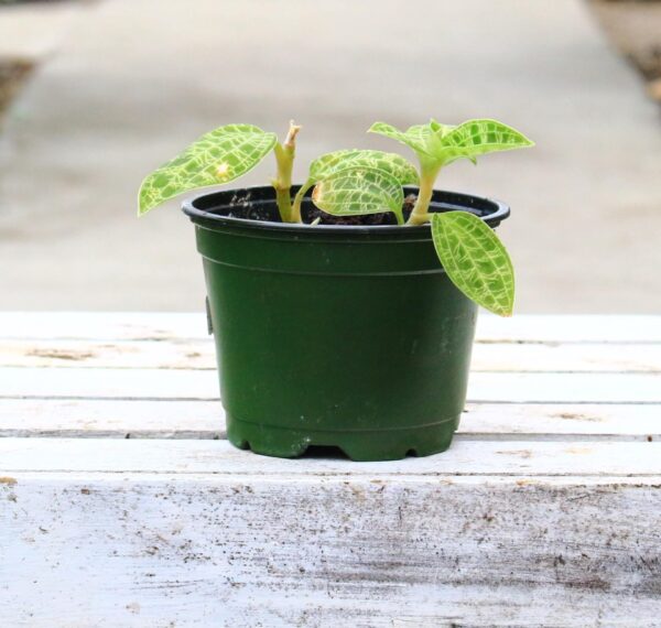 Jewel Orchid 'Macodes Petola' has mid-tone green leaves with bright green patterns.