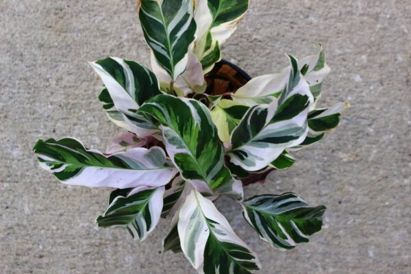 Calathea 'White Fusion' has striking white streaks across its dark green leaves.