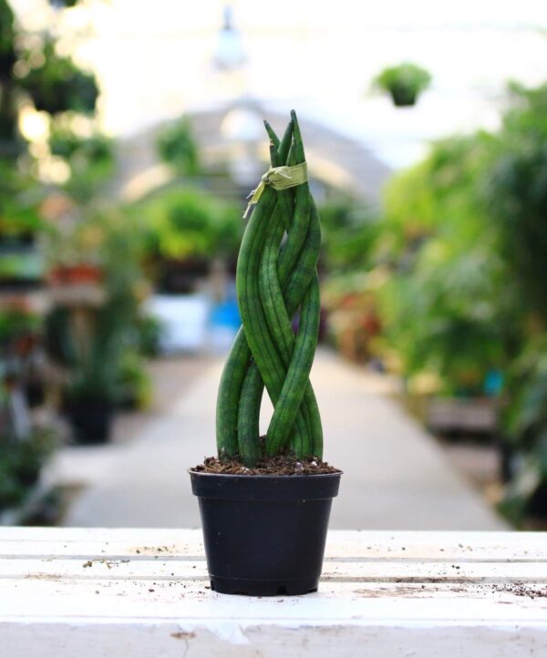 This snake plant has long striped foliage gathered upward and trained into a braid. Great for low-light spaces!