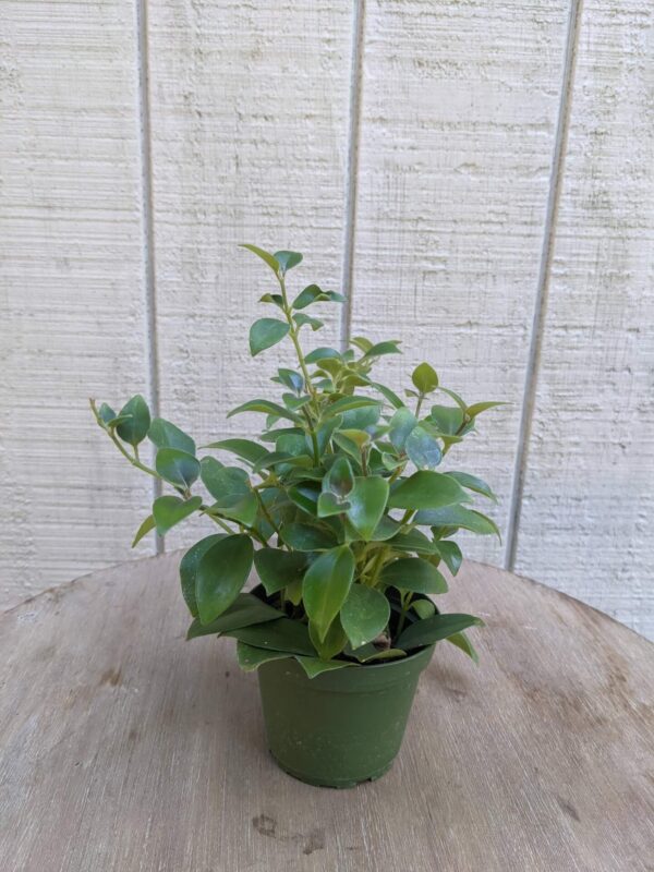 green succulent foliage