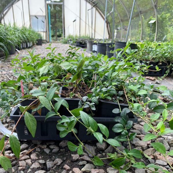 Ground cover, green leaves with purple flowers