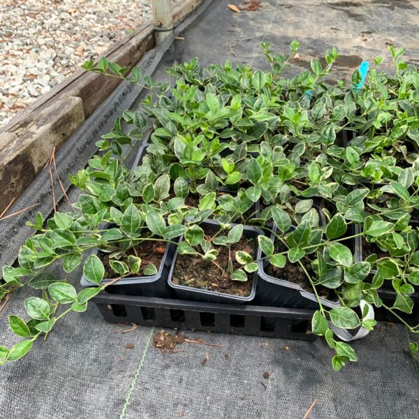 Ground cover, dark and light green leaves with purple flowers.