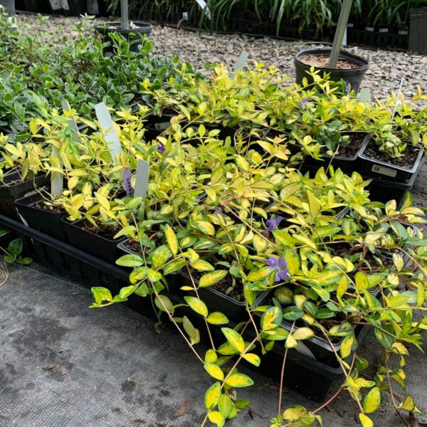 Ground cover, light and dark green leaves with purple flowers