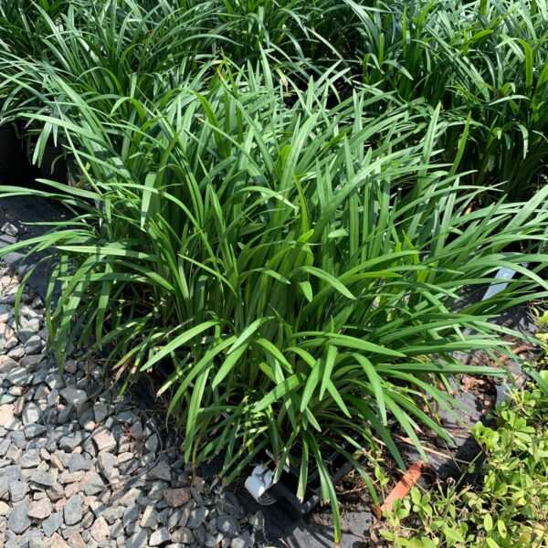 Perennial shrub with long leaves and purple flowers