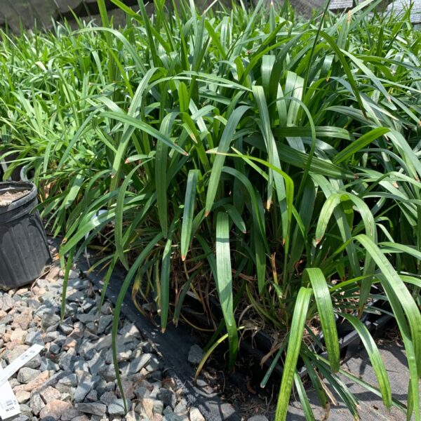 Clump form. Dark green leaves, white flower spires