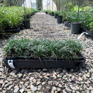 Dwarf variety ground cover, green tapered leaves