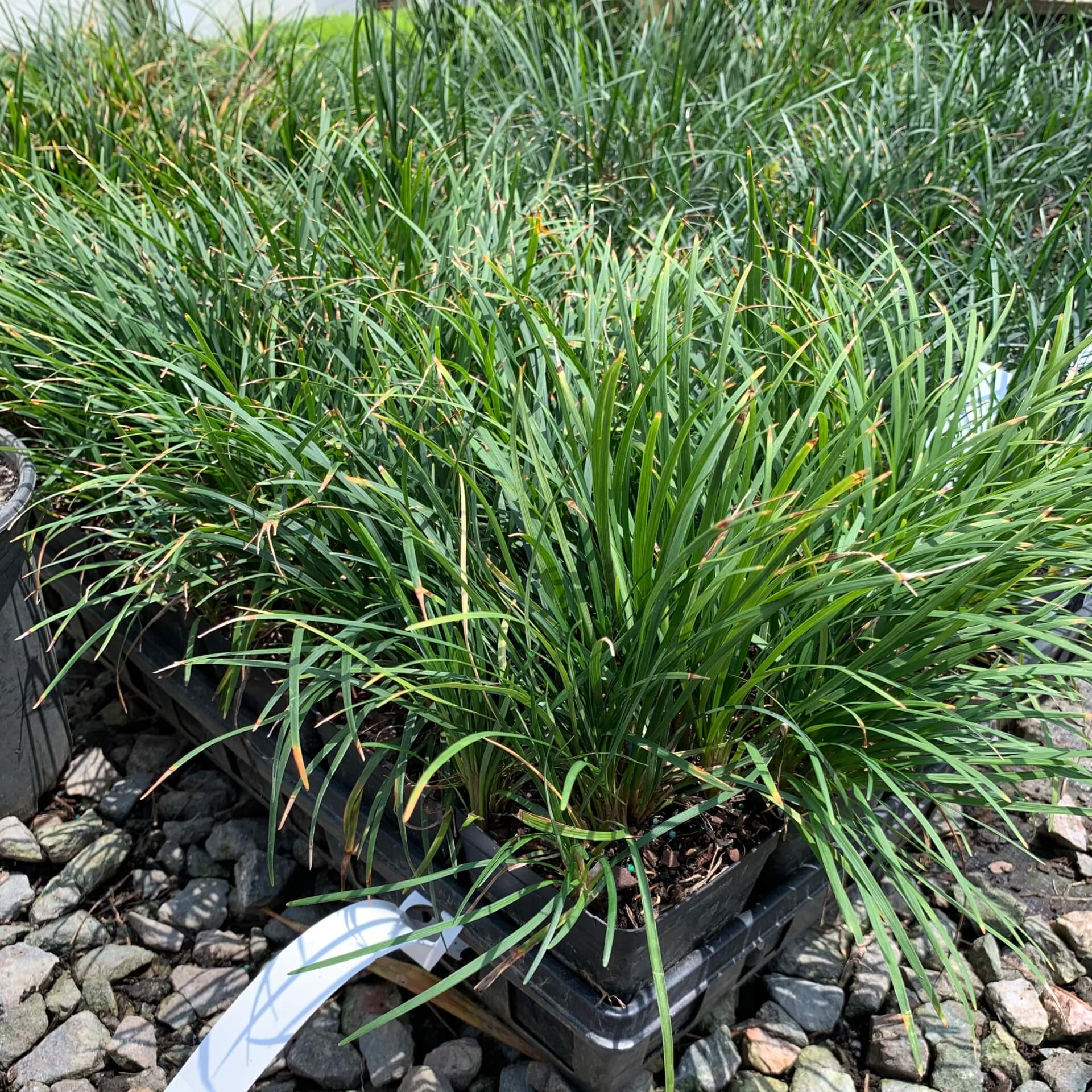 Ground cover, green tapered leaves