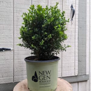 rounded boxwood with lighter green new growth