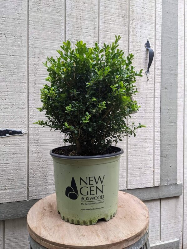 rounded boxwood with lighter green new growth