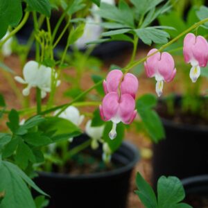 bleeding heart plant