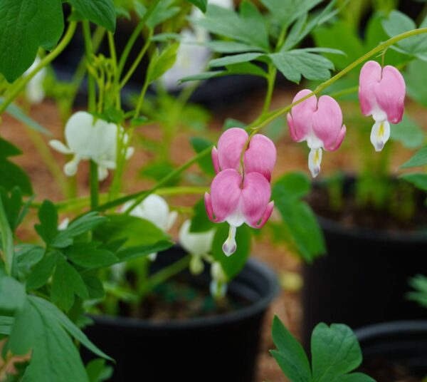 bleeding heart plant