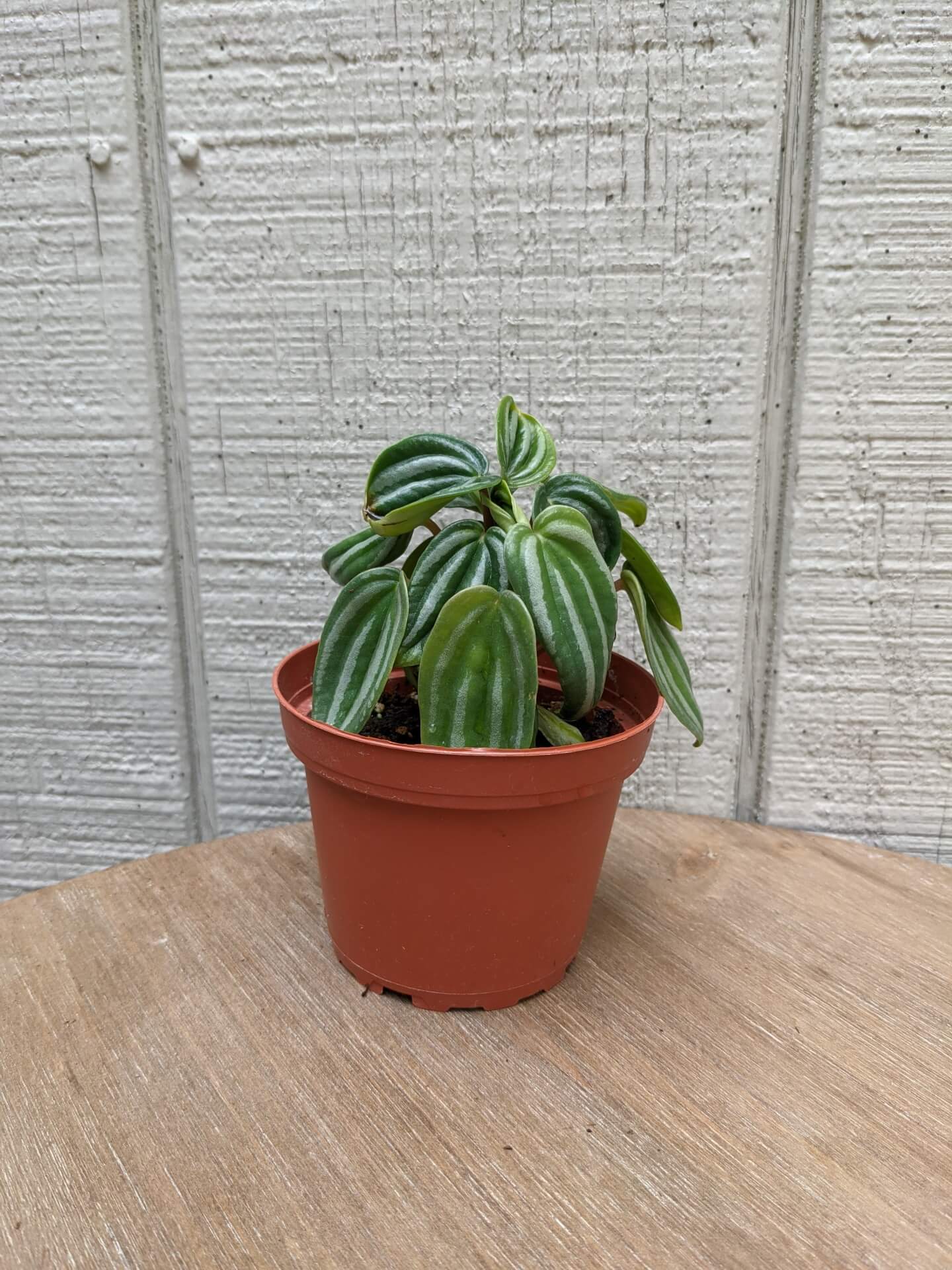 Peperomia Watermelon 2" • Cross Creek Nursery and Landscape