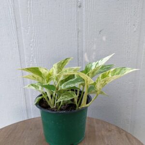 speckled variegated leaves