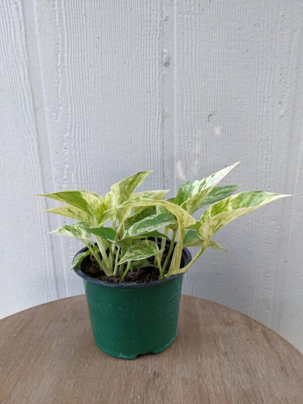 speckled variegated leaves