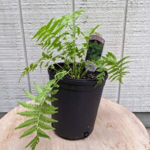 delicate green fronds