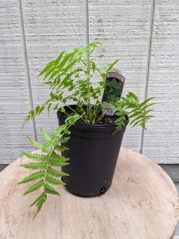 delicate green fronds