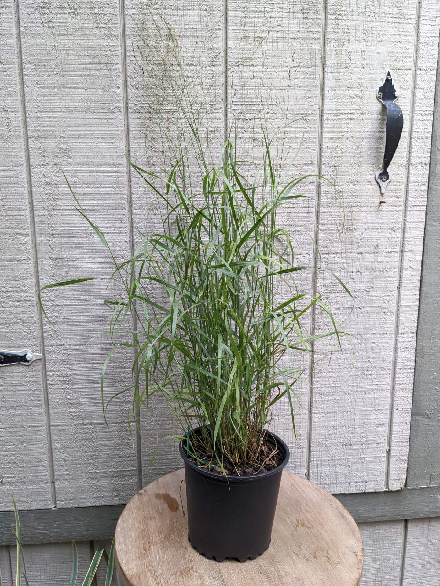 tall grass with brown edges