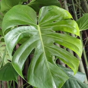 glossy leaves with deep fenestrations